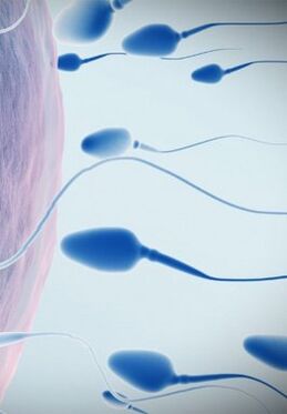 spermogramme à faible puissance