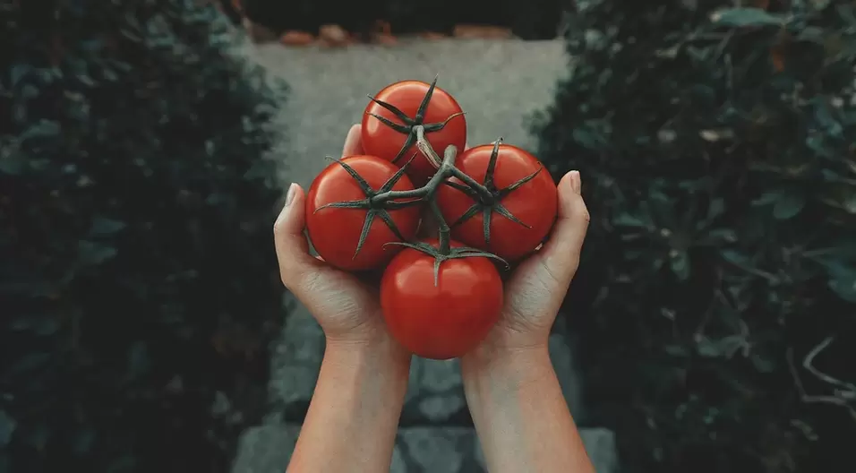 tomates pour la puissance